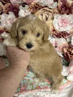 Shane, a male Maltipoo and Poodle - Toy  for sale in Peculiar, MO – 6 of 10