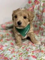 Shane, a male Maltipoo and Poodle - Toy  for sale in Peculiar, MO – 7 of 10