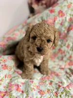 Stanley, a male Maltipoo and Poodle - Toy  for sale in Peculiar, MO – 6 of 8