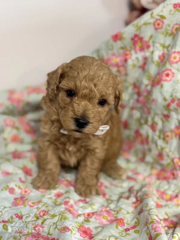 Silas – Maltipoo, Poodle - Toy  puppy for sale in Peculiar, MO