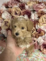 Shane, a male Maltipoo and Poodle - Toy  for sale in Peculiar, MO – 3 of 10