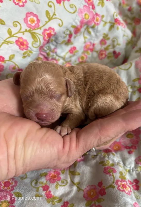 Gabby – Poodle - Toy  puppy for sale in Peculiar, MO