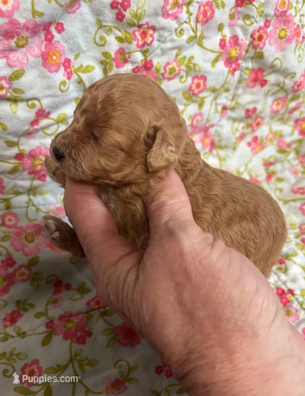 Gabriel – Poodle - Toy  puppy for sale in Peculiar, MO