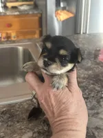 Rocket , a male Yorkshire Terrier and Morkie for sale in Peculiar, MO – 3 of 4