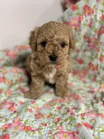 Stanley, a male Maltipoo and Poodle - Toy  for sale in Peculiar, MO – 4 of 8