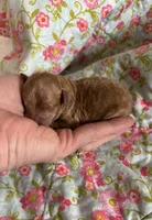 Gabriel, a male Poodle - Toy  for sale in Peculiar, MO – 2 of 4