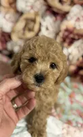 Silas, a male Maltipoo and Poodle - Toy  for sale in Peculiar, MO – 5 of 8