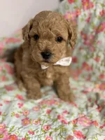Silas, a male Maltipoo and Poodle - Toy  for sale in Peculiar, MO – 2 of 6