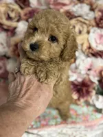 Silas, a male Maltipoo and Poodle - Toy  for sale in Peculiar, MO – 2 of 8