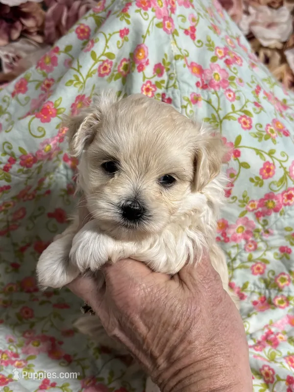 Everett – Maltipoo, Poodle - Toy  puppy for sale in Peculiar, MO