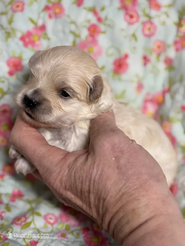 Everett – Maltipoo, Poodle - Toy  puppy for sale in Peculiar, MO