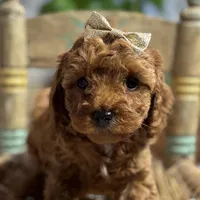 Nan, a female Cavapoo for sale in Peculiar, MO – Photo 4 of 10