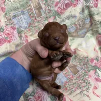 Nan, a female Cavapoo for sale in Peculiar, MO – Photo 9 of 10