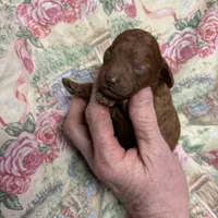 Nan, a female Cavapoo for sale in Peculiar, MO – Photo 10 of 10