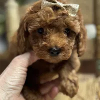 Nan, a female Cavapoo for sale in Peculiar, MO – Photo 3 of 10