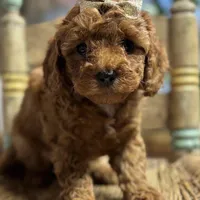 Nan, a female Cavapoo for sale in Peculiar, MO – Photo 5 of 10