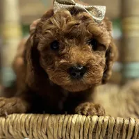 Nan, a female Cavapoo for sale in Peculiar, MO – Photo 1 of 10