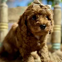 Nan, a female Cavapoo for sale in Peculiar, MO – Photo 6 of 10