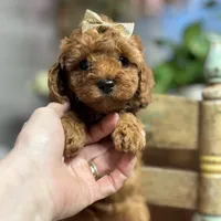 Nan, a female Cavapoo for sale in Peculiar, MO – Photo 2 of 10
