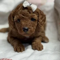 Nan, a female Cavapoo for sale in Peculiar, MO – Photo 7 of 10