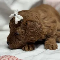 Nan, a female Cavapoo for sale in Peculiar, MO – Photo 8 of 10