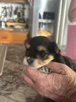 Raymond, a male Yorkshire Terrier and Morkie for sale in Peculiar, MO – 2 of 4
