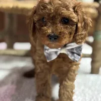 Norman, a male Cavapoo and Poodle - Toy  for sale in Peculiar, MO – Photo 2 of 10