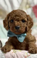Norman, a male Cavapoo for sale in Peculiar, MO – Photo 2 of 9