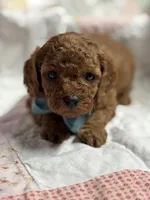 Norman, a male Cavapoo for sale in Peculiar, MO – Photo 4 of 9