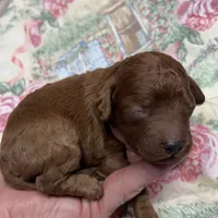 Norman, a male Cavapoo and Poodle - Toy  for sale in Peculiar, MO – Photo 10 of 10