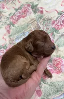 Norman, a male Cavapoo for sale in Peculiar, MO – Photo 8 of 9