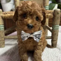 Norman, a male Cavapoo and Poodle - Toy  for sale in Peculiar, MO – Photo 5 of 10