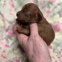 Norman, a male Cavapoo and Poodle - Toy  for sale in Peculiar, MO – Photo 9 of 10