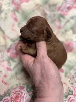Norman, a male Cavapoo for sale in Peculiar, MO – Photo 7 of 9