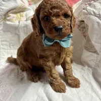Norman, a male Cavapoo and Poodle - Toy  for sale in Peculiar, MO – Photo 8 of 10
