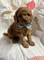 Norman, a male Cavapoo for sale in Peculiar, MO – Photo 5 of 9