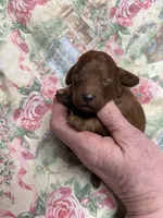 Norman, a male Cavapoo for sale in Peculiar, MO – Photo 6 of 9