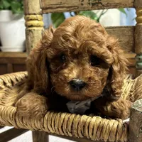 Norman, a male Cavapoo and Poodle - Toy  for sale in Peculiar, MO – Photo 6 of 10