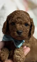 Norman, a male Cavapoo for sale in Peculiar, MO – Photo 1 of 9
