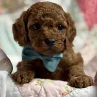Norman, a male Cavapoo and Poodle - Toy  for sale in Peculiar, MO – Photo 7 of 10