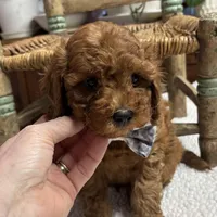Norman, a male Cavapoo and Poodle - Toy  for sale in Peculiar, MO – Photo 4 of 10