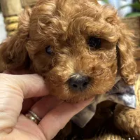 Norman, a male Cavapoo and Poodle - Toy  for sale in Peculiar, MO – Photo 1 of 10