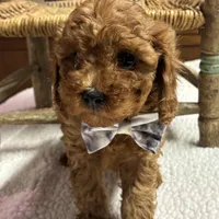 Norman, a male Cavapoo and Poodle - Toy  for sale in Peculiar, MO – Photo 3 of 10