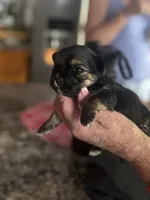 Randle, a male Yorkshire Terrier and Morkie for sale in Peculiar, MO – 2 of 4