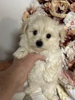 Everett, a male Maltipoo and Poodle - Toy  for sale in Peculiar, MO – 2 of 9