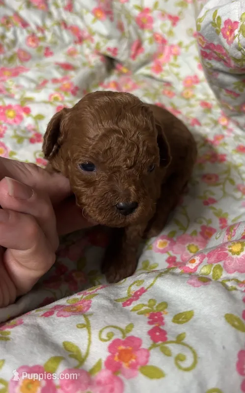 Cody – Cavapoo, Poodle - Toy  puppy for sale in Peculiar, MO