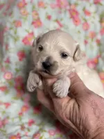 Edward, a male Maltipoo and Poodle - Toy  for sale in Peculiar, MO – 4 of 4