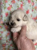 Edward, a male Maltipoo and Poodle - Toy  for sale in Peculiar, MO – 2 of 4
