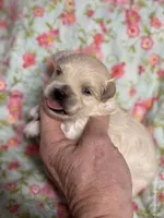 Everett, a male Maltipoo and Poodle - Toy  for sale in Peculiar, MO – 2 of 5