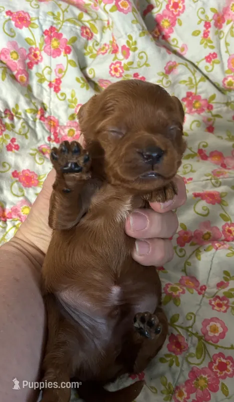 Charlie  – Cavapoo, Poodle - Toy  puppy for sale in Peculiar, MO
